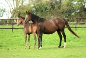 CERNAY - ANTIGNAC-calvados