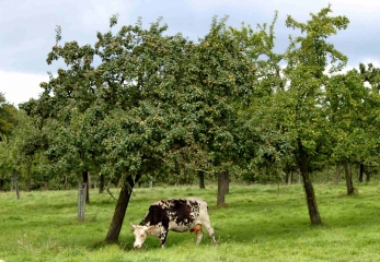 COURTONNE-LES-DEUX-EGLISES - COURTONNE-LA-MEURDRAC-calvados