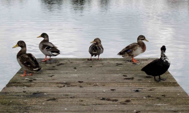 BLONVILLE-SUR-MER-calvados