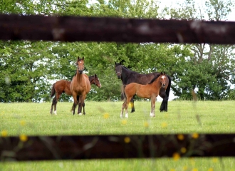 LA HOUBLONNIERE-calvados