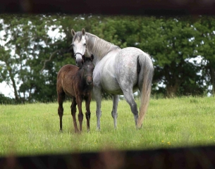 LA HOUBLONNIERE-calvados