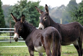 ORBEC - GR26 -calvados