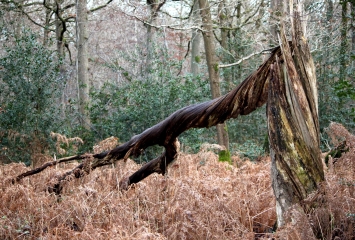 SAINT-MARTIN-DE-BIENFAITE(2)-calvados