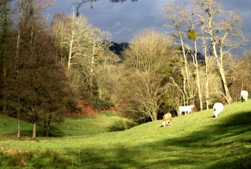 SAINTE-MARGUERITE-DES-LOGES (2)-calvados