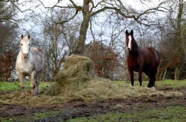 SAINTE-MARGUERITE-DES-LOGES (2)-calvados