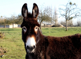 MESNIL-GERMAIN (3)-calvados