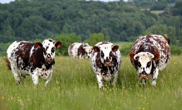 PAYS D AUGE-calvados