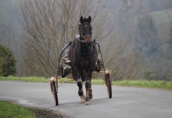 BONNEBOSQ - CLARBEC-calvados