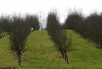CAMPAGNE AUGERONNE-calvados