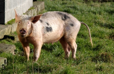 PRETREVILLE - ST-PIERRE DE MAILLOC-calvados