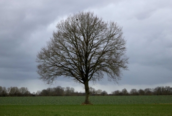 TORDOUET(3)-calvados
