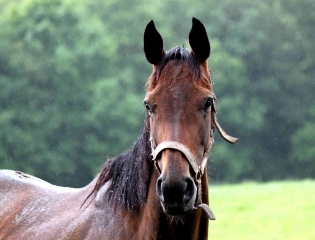 FERVAQUES - SOURCE DE LA CROUPTE-calvados