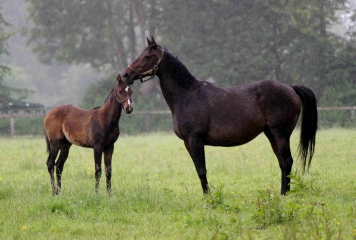 FERVAQUES - SOURCE DE LA CROUPTE-calvados