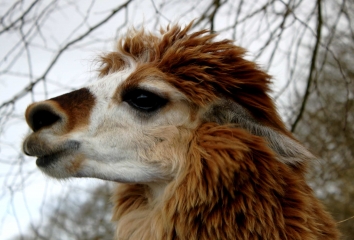 10 KM AUTOUR DE CERNAY DANS LE CALVADOS-calvados
