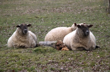 FERVAQUES (4)-calvados