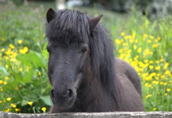 FERVAQUES - SAINTE MARGUERITE DES LOGES-calvados