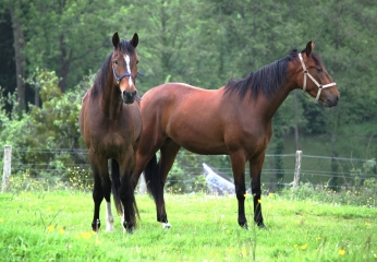 FERVAQUES - SAINTE MARGUERITE DES LOGES-calvados