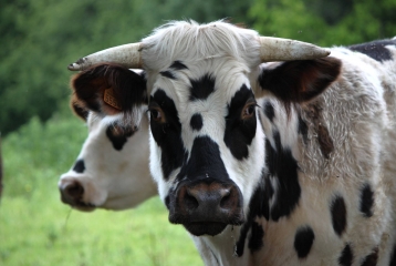 LE MESNIL-GERMAIN (4)-calvados