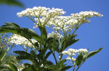 SAINT-OUEN-DU-MESNIL-OGER-calvados