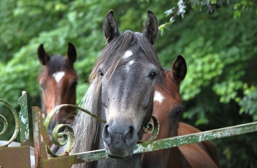 COURTONNE-LA-MEURDRAC-calvados