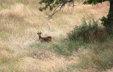 LIVAROT - SAINTE MARGUERITE DES LOGES-calvados