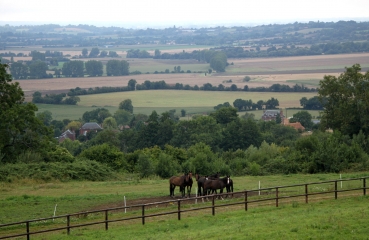LE BILLOT - BOIS DE QUEVRUE-calvados