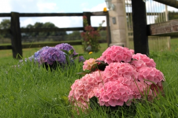 AUQUAINVILLE - FERVAQUES - CHEFFREVILLE-calvados