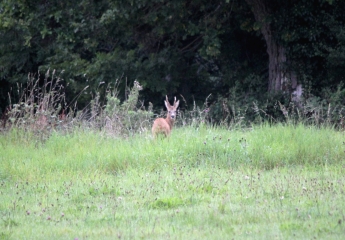 FERVAQUES - EGLISE DE LA CROUPTE-calvados
