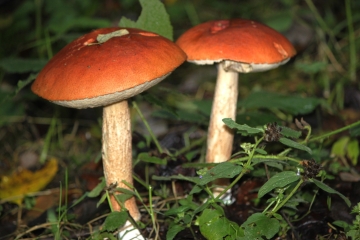 SAINT-MARTIN-DE-BIENFAITE-LA-CRESSIONNIERE-calvados