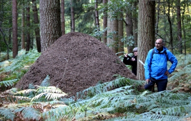 BELLOU - LES MOUTIERS HUBERT - NOTRE DAME DE COURSON-calvados