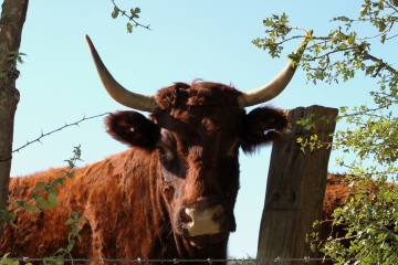 BELLOU - LES MOUTIERS HUBERT - NOTRE DAME DE COURSON-calvados