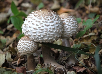 SAINT-DENIS-DE-MAILLOC (2)-calvados