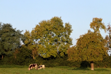 SAINT CYR DU RONCERAY - AUQUAINVILLE - FERVAQUES-calvados
