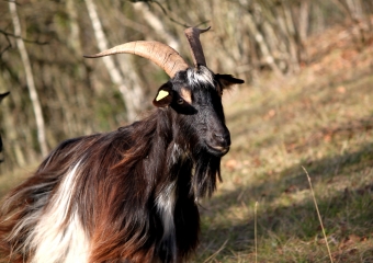 NOTRE DAME DE COURSON - LES MOUTIERS HUBERT-calvados