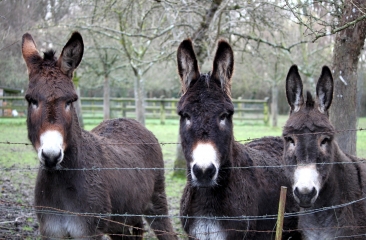 AUTOUR DE SAINT CYR-DU-RONCERAY-calvados