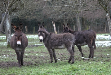 PRETREVILLE (2)-calvados