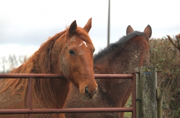 BELLOU - LES MOUTIERS HUBERT-calvados