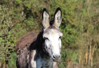 LA CROUPTE (2)-calvados