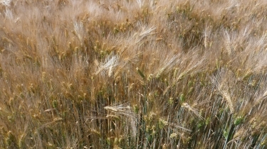 LES AUTHIEUX-SUR-CALONNE -calvados