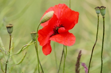LA VESPIERE - SOURCES DE L ORBIQUET-calvados