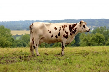 MANNEVILLE-LA-PIPARD - BOIS DE MANNEVILLE-calvados