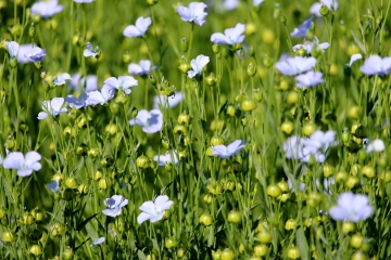 COURTONNE-LES-DEUX-EGLISES (4)-calvados