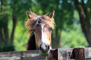 TORDOUET (5)-calvados