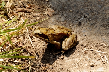 BEAUMONT-EN-AUGE (2)-calvados