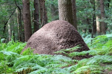 NOTRE DAME DE COURSON - BELLOU-calvados
