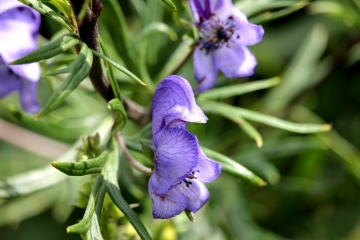 NOTRE DAME DE COURSON - BELLOU-calvados