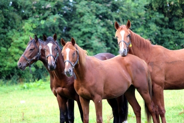 MEULLES (2)-calvados