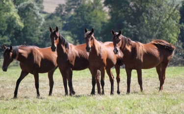 SAINTE-MARGUERITE-DES-LOGES-calvados