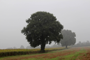SAINTE-MARGUERITE-DES-LOGES (3)-calvados
