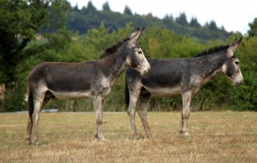 LA HOUBLONNIERE (2)-calvados
